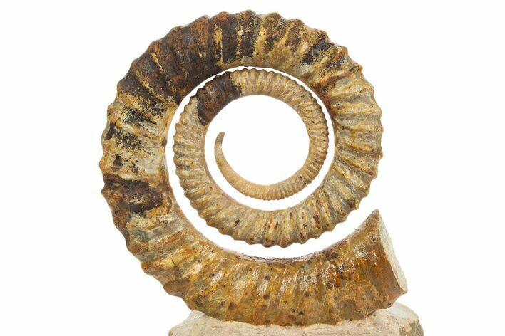 Early Devonian Ammonoid (Anetoceras) - Tazarine, Morocco #320854